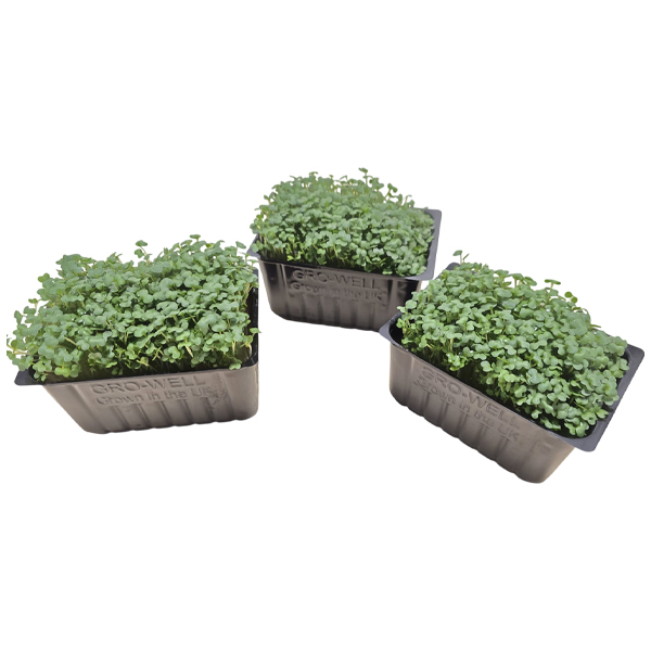 FRESH GARDEN CRESS BOX 9x60gm