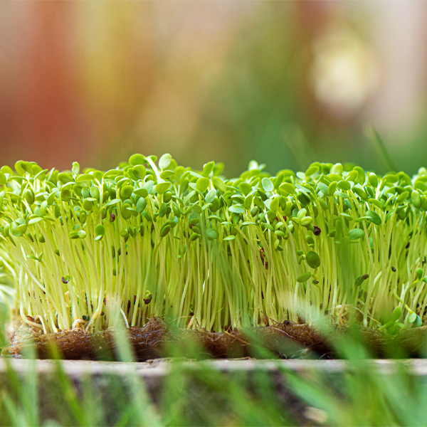 FRESH GARDEN CRESS BOX 9x60gm