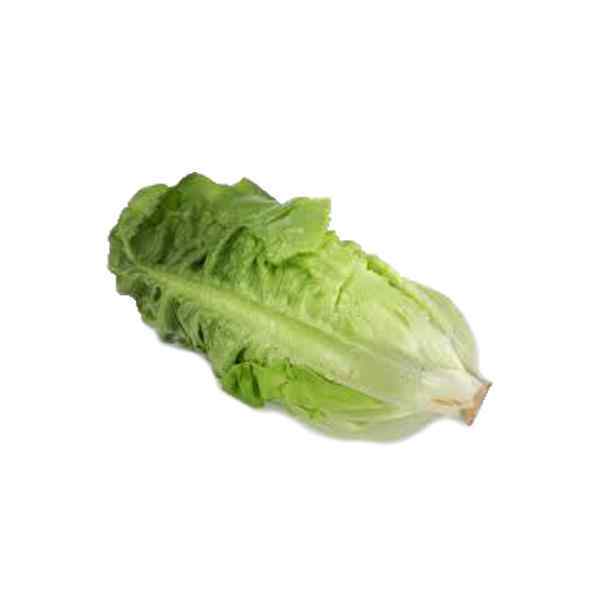 ROMAINE ( COS ) LETTUCE 5kg NOM