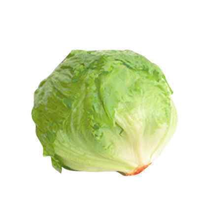 FRESH ICEBERG LETTUCE (10-12)  NOM